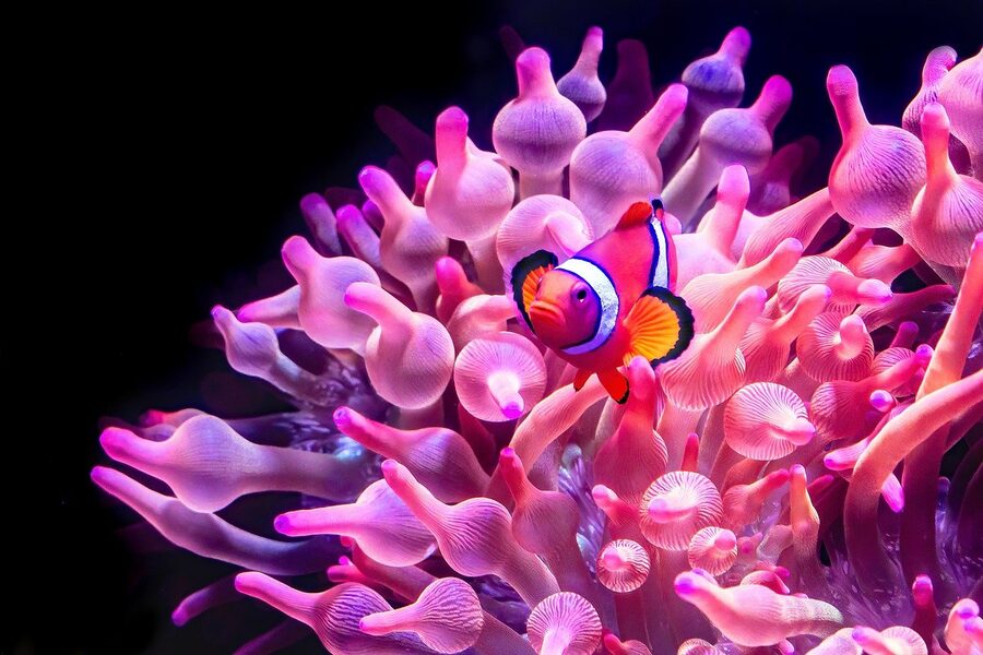 A clownfish hiding among anemones in a tropical aquarium display