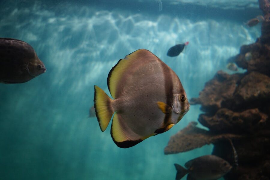 Colorful fish swimming near coral formations in a clear aquarium