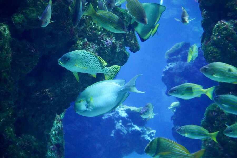 Diverse marine life swimming among coral reefs underwater