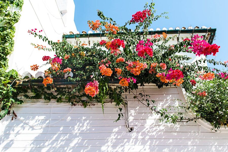 Bright bougainvillea flowers on a whitewashed wall in Cordoba