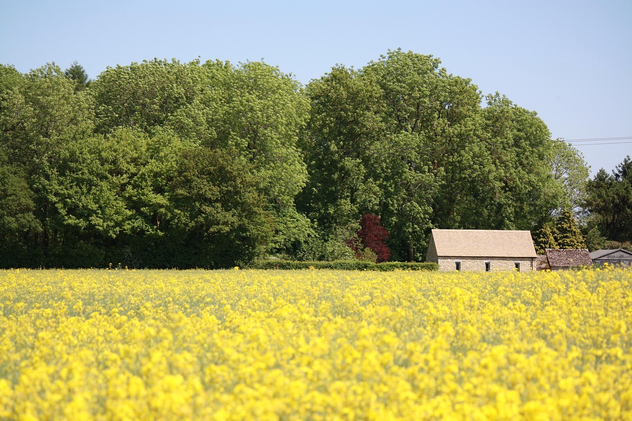 Stone barn surrounded by yellow rapeseed fields in the Cotswolds countryside