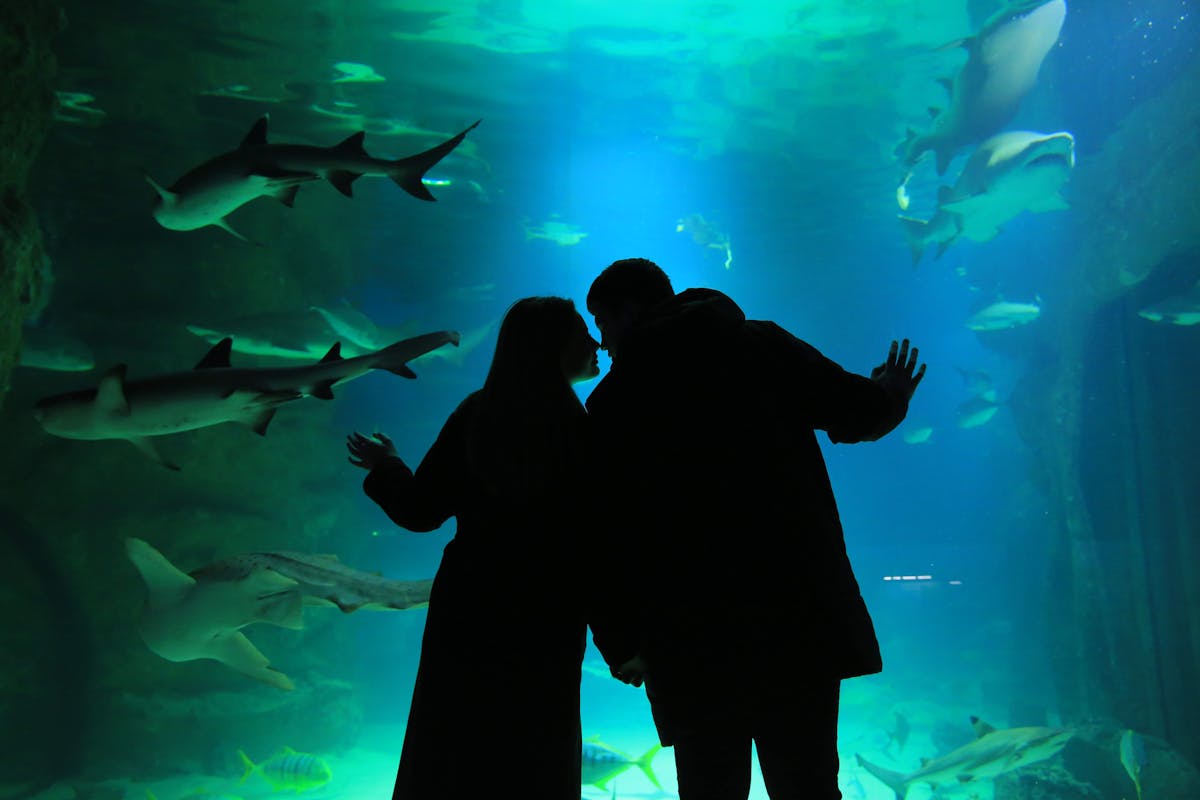 A silhouetted couple sharing a moment in an aquarium tunnel as sharks swim overhead