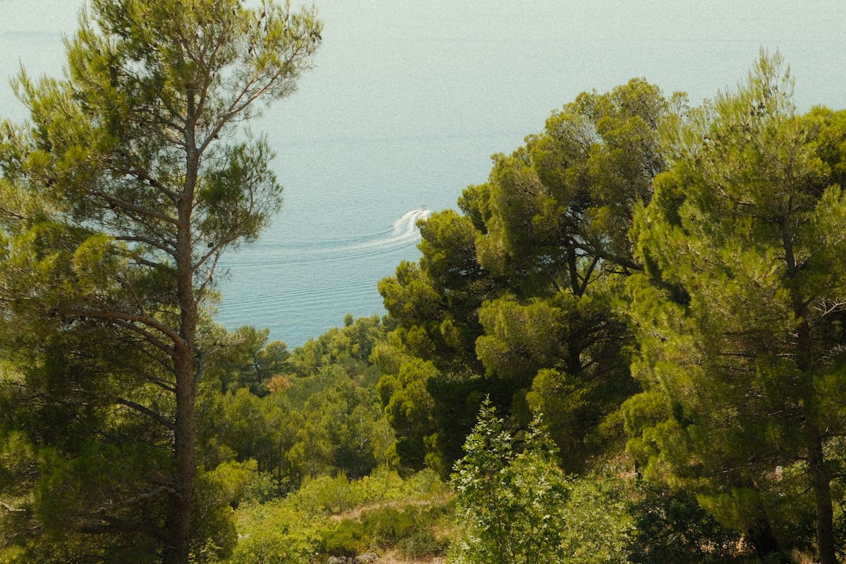 Coastal view of pine trees and Adriatic Sea from Brela, Croatia