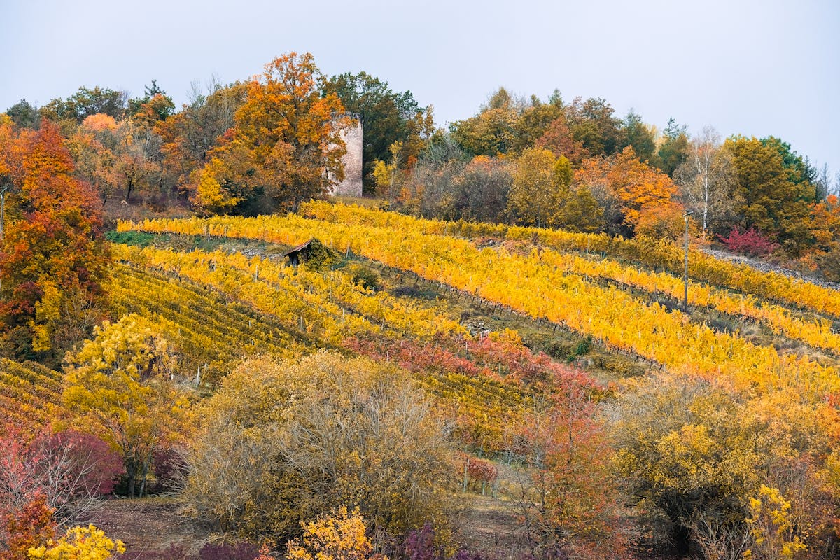 Vineyard in Croatia