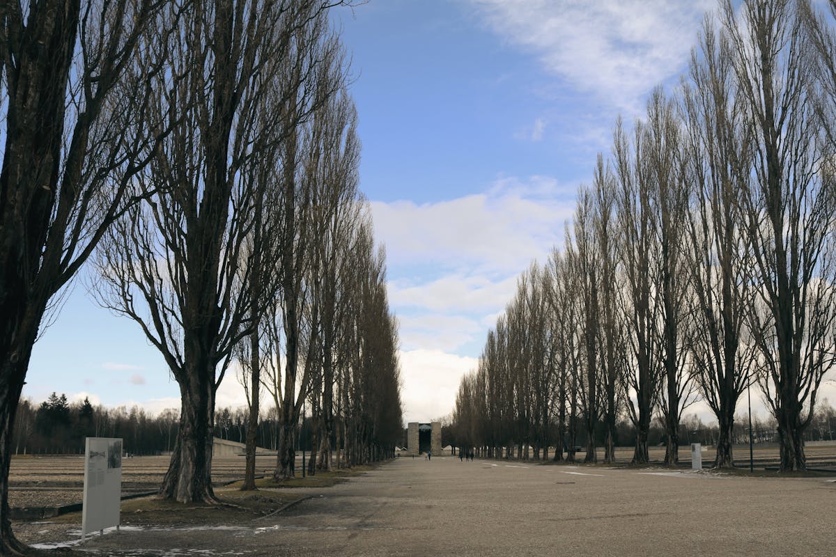 Rows of bare trees at Dachau Concentration Camp Memorial site