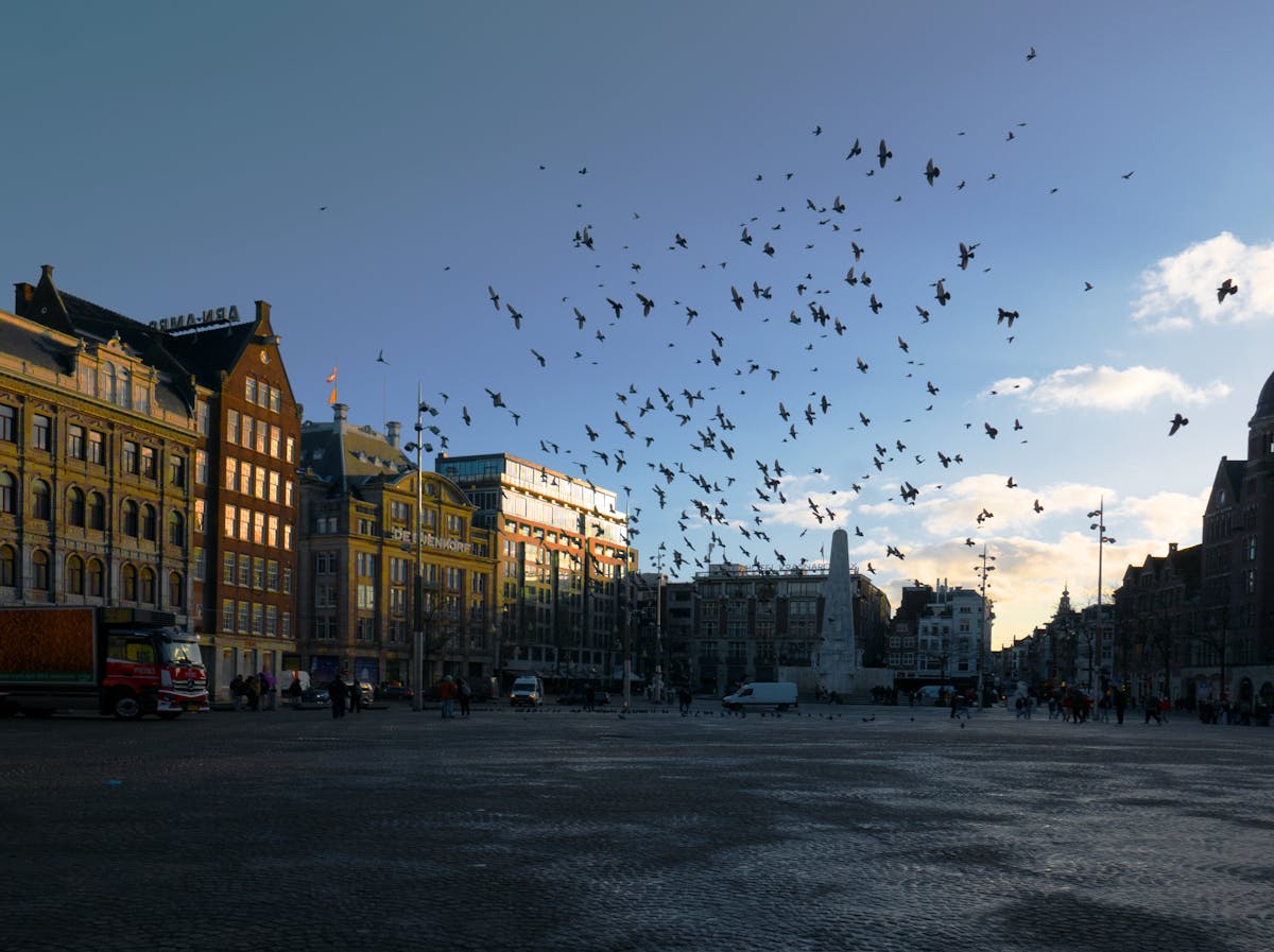 Pigeons flying over Dam Square with historic buildings in Amsterdam
