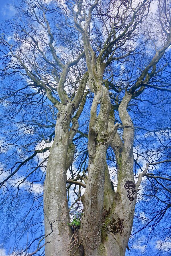 Dark Hedges Kings Road Game of Thrones