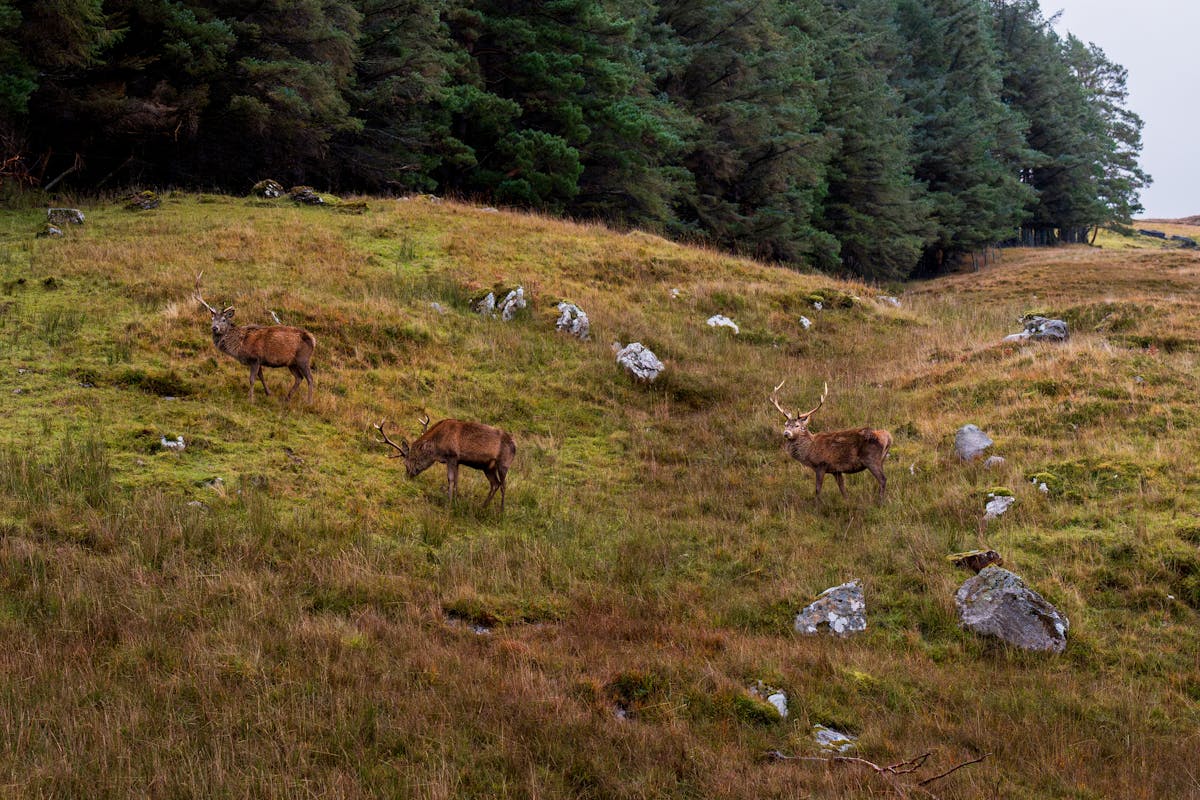 Red deer stags grazing in a Scottish Highlands meadow