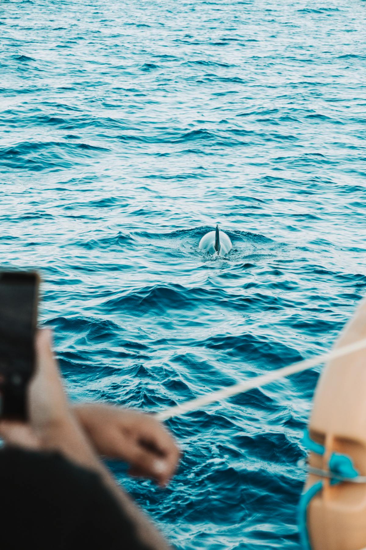 A dolphin surfaces near a boat in the blue waters off Madeira