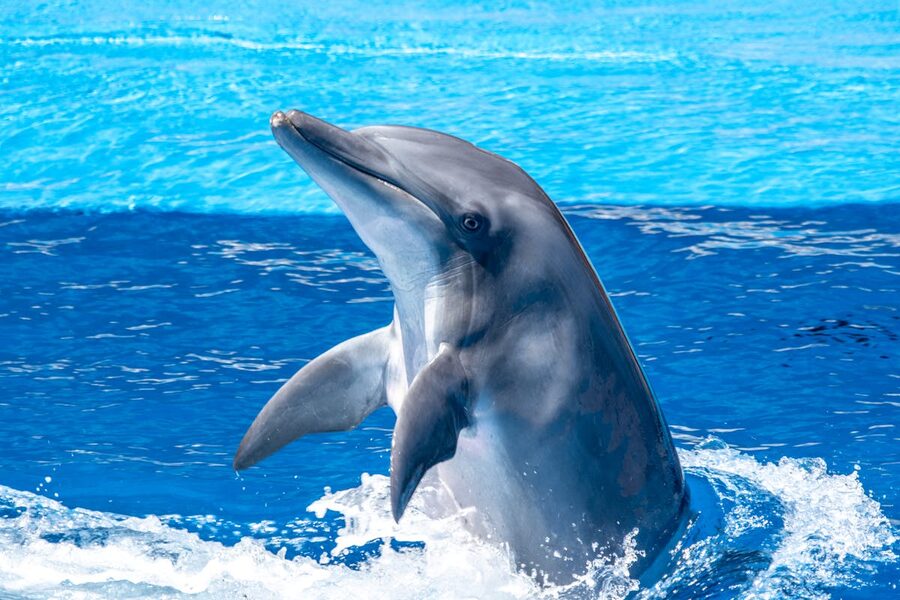 Close-up of dolphin leaping from blue ocean water