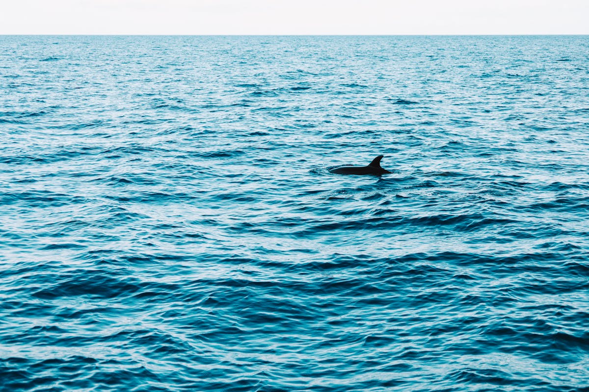 A dolphin fin breaking the ocean surface off the coast of Madeira