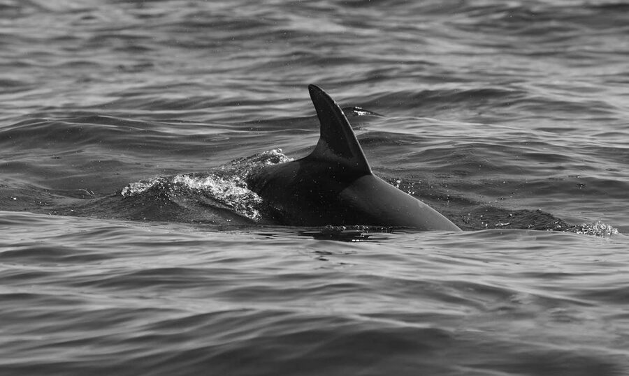 Dolphin fin piercing the ocean surface
