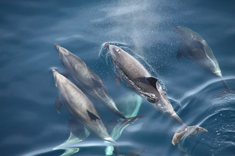 High angle shot of dolphins swimming in sparkling blue ocean