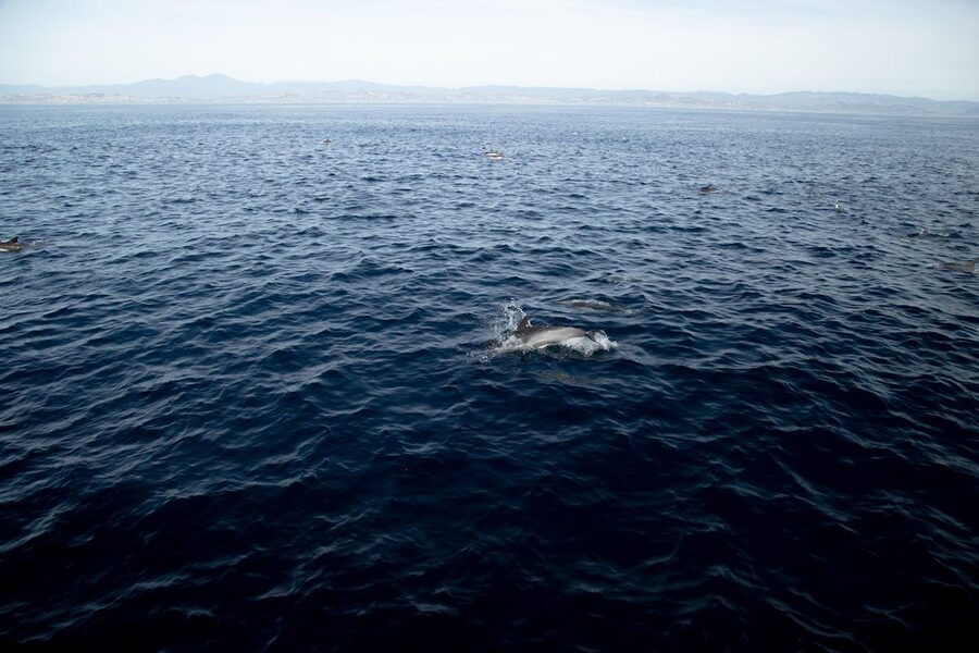 Dolphins swimming in the Atlantic Ocean with clear blue water