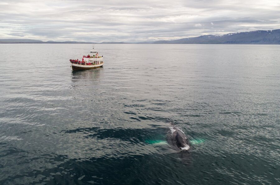 Tourist boat at sea with passengers observing marine wildlife