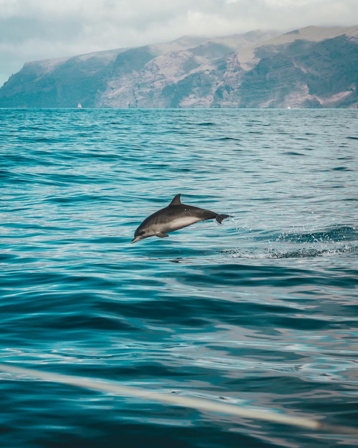A dolphin leaps from the Atlantic Ocean near the Tenerife coastline with mountains in the background