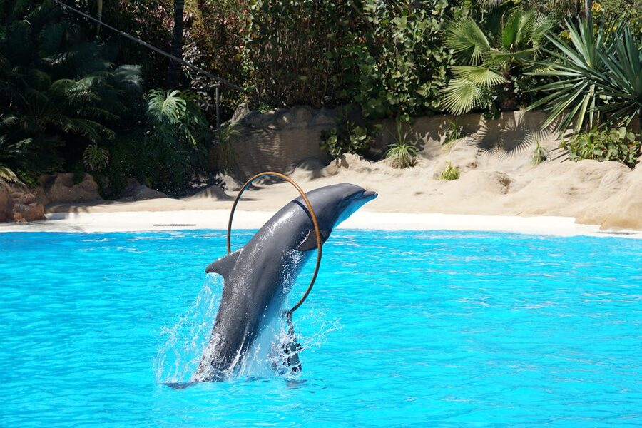 Dolphin jumping through a hoop during an aquatic performance
