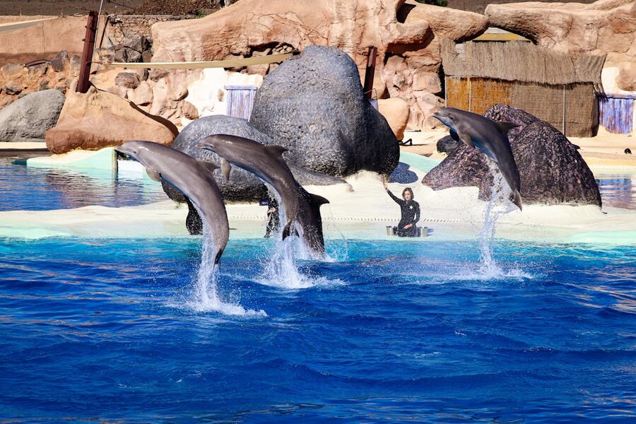 Four dolphins leaping simultaneously during an outdoor aquarium performance