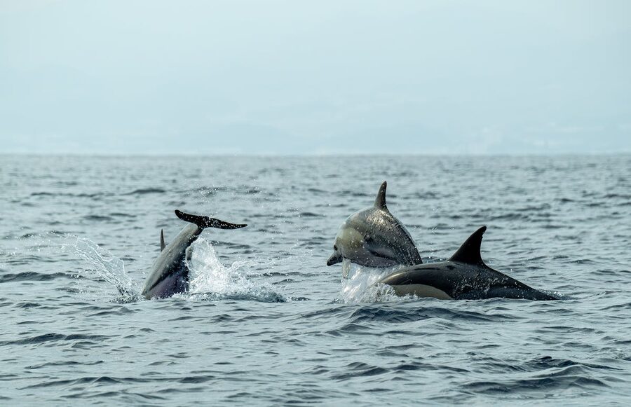 Playful dolphins jumping and swimming in the open sea
