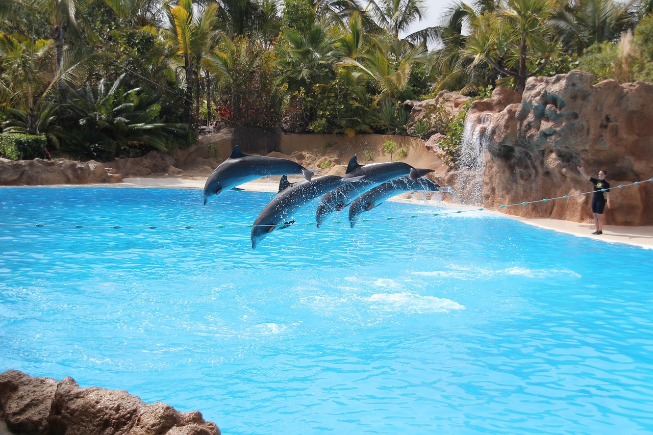 Dolphins performing during a show at Loro Parque in Tenerife