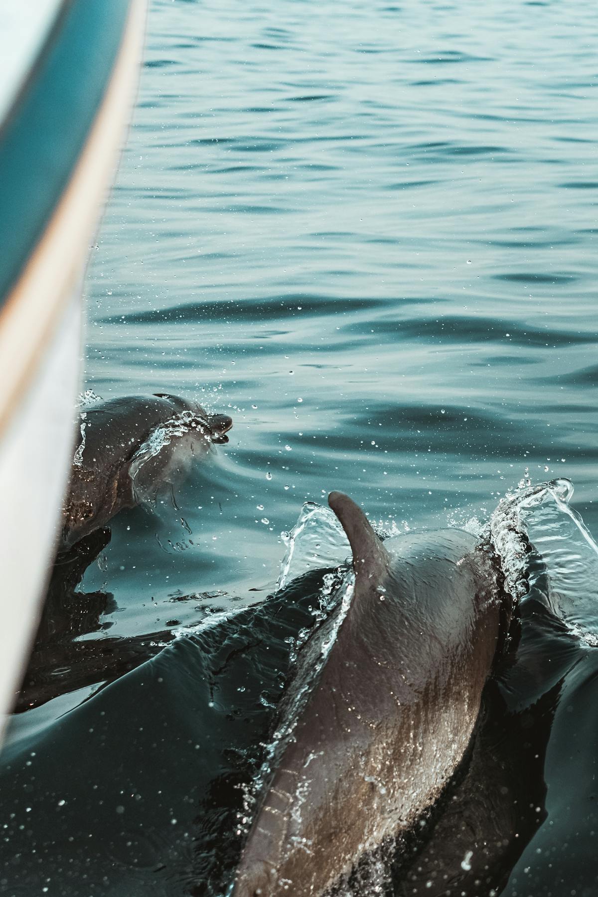 Two dolphins surfacing near a boat in the open ocean