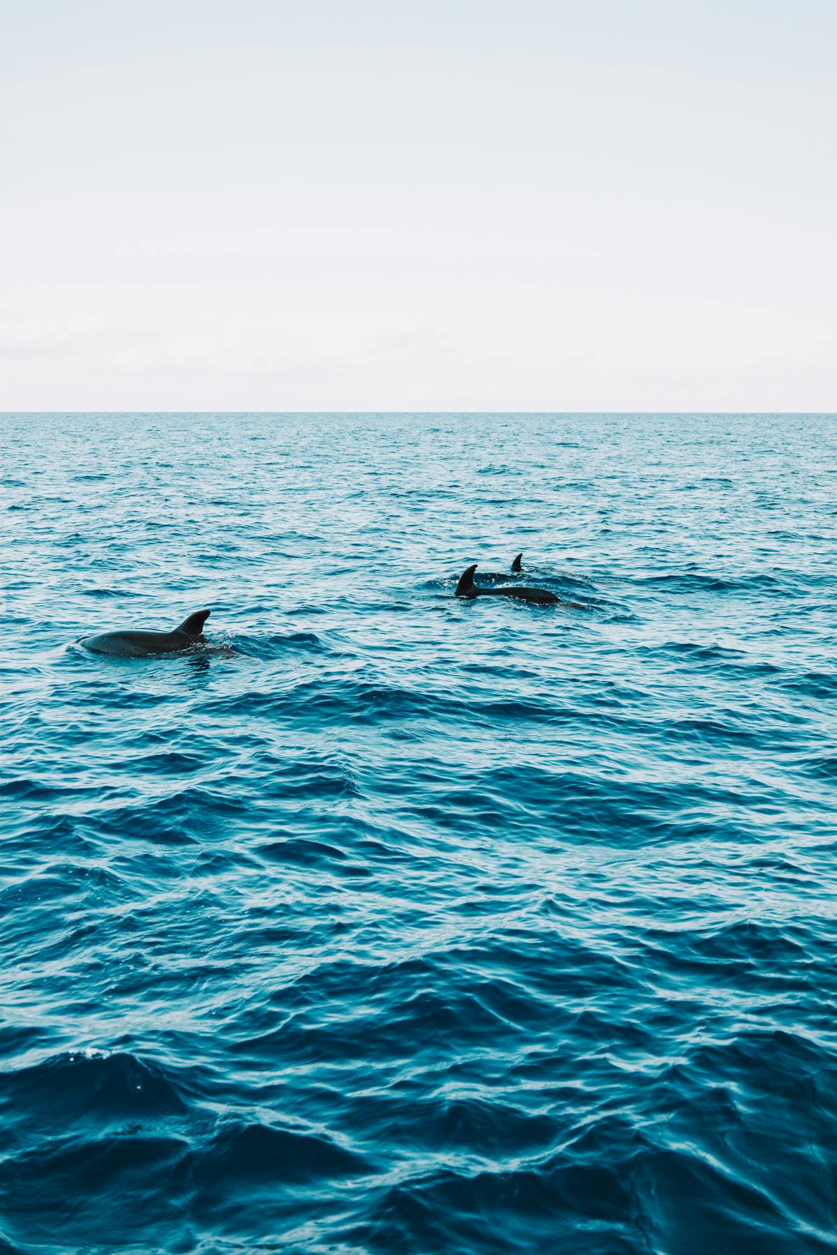 Dolphins swimming in clear blue ocean near Madeira coast
