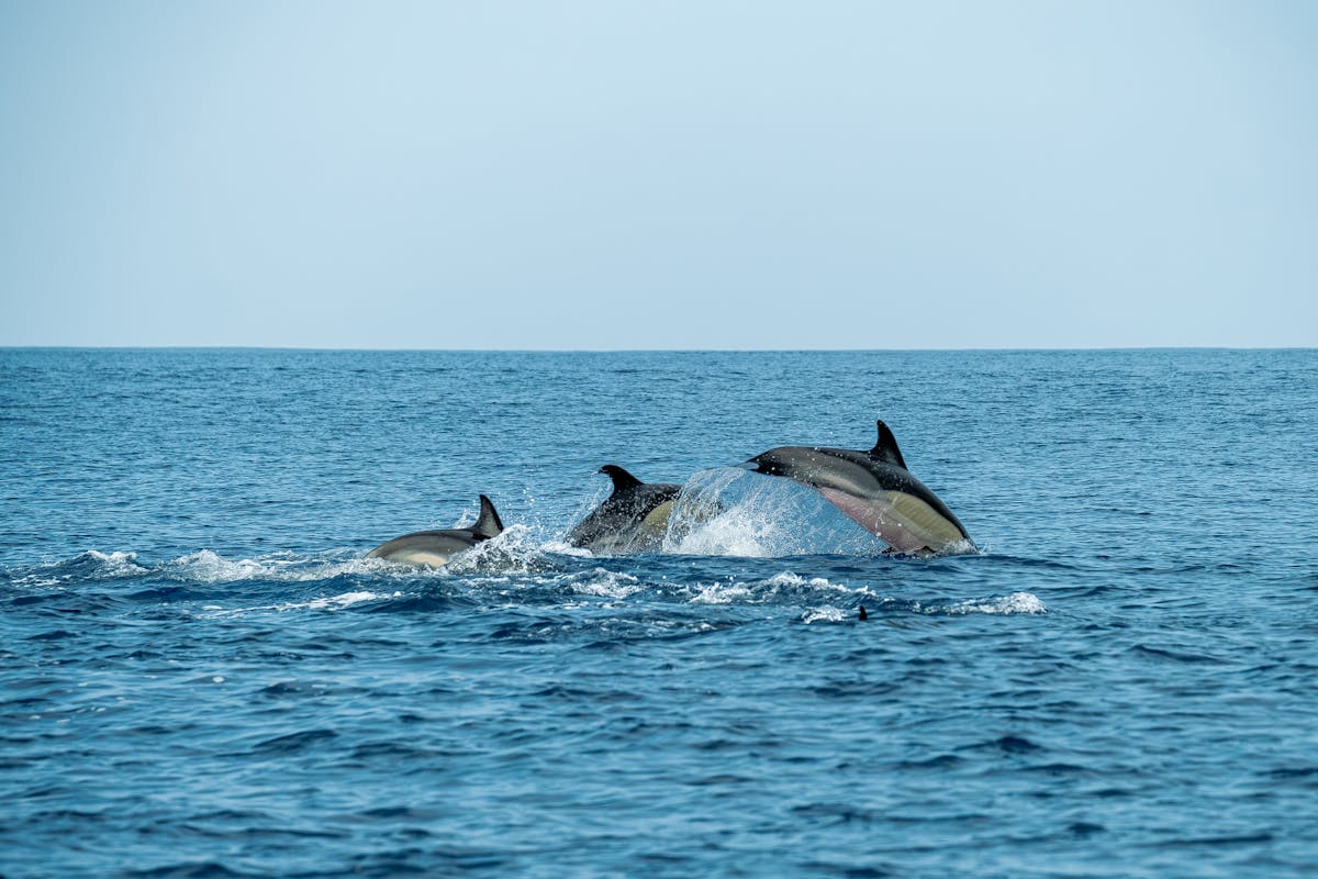 Dolphins swimming gracefully in the deep blue Atlantic Ocean