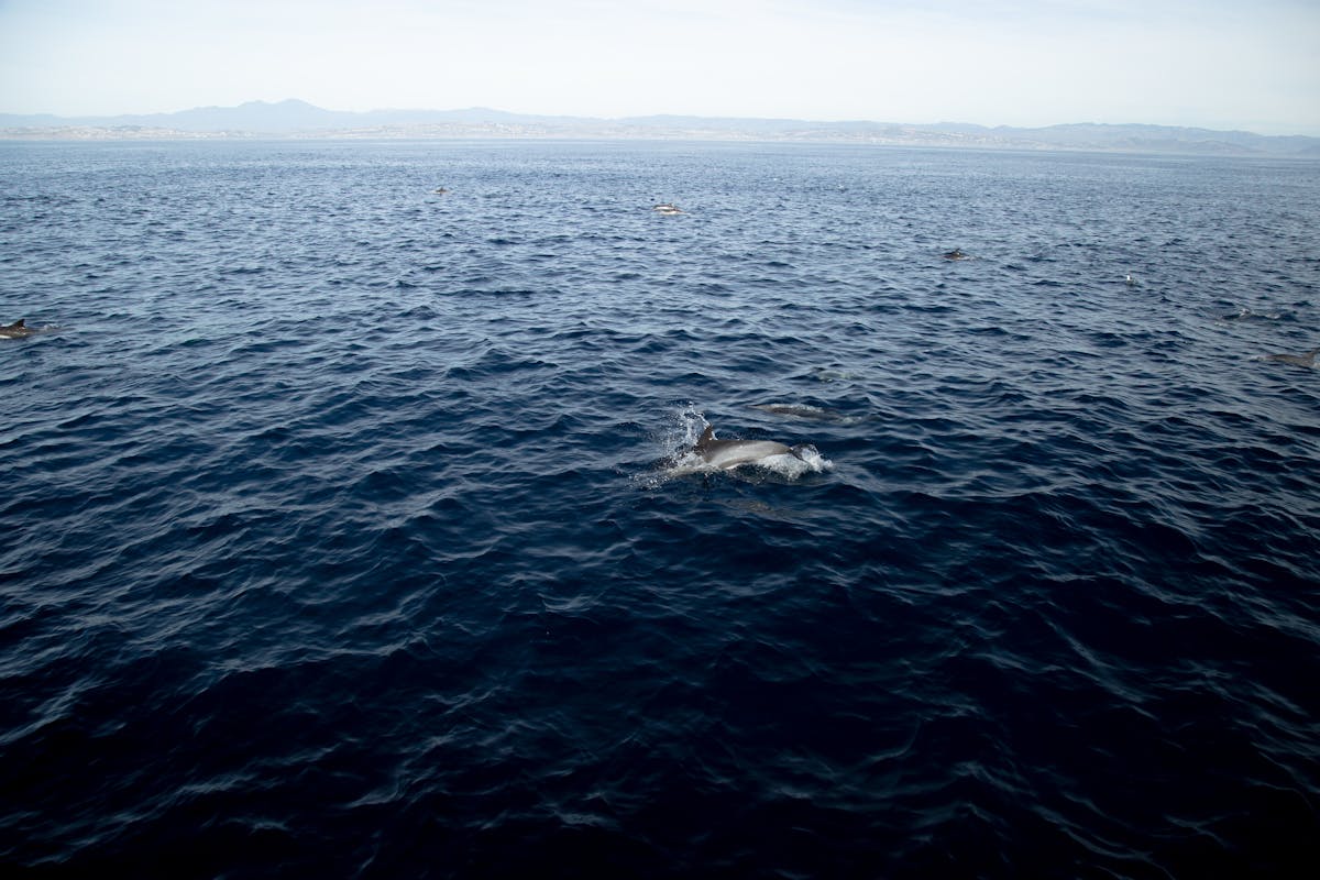 Dolphins swimming gracefully in the open ocean
