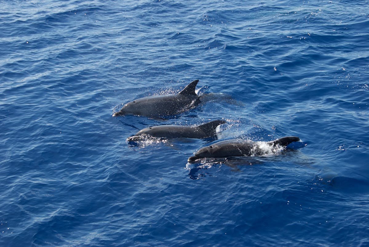 Dolphins swimming in blue ocean waters near the coast