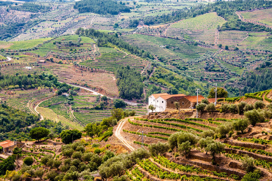 Terraced vineyards in the Douro Valley