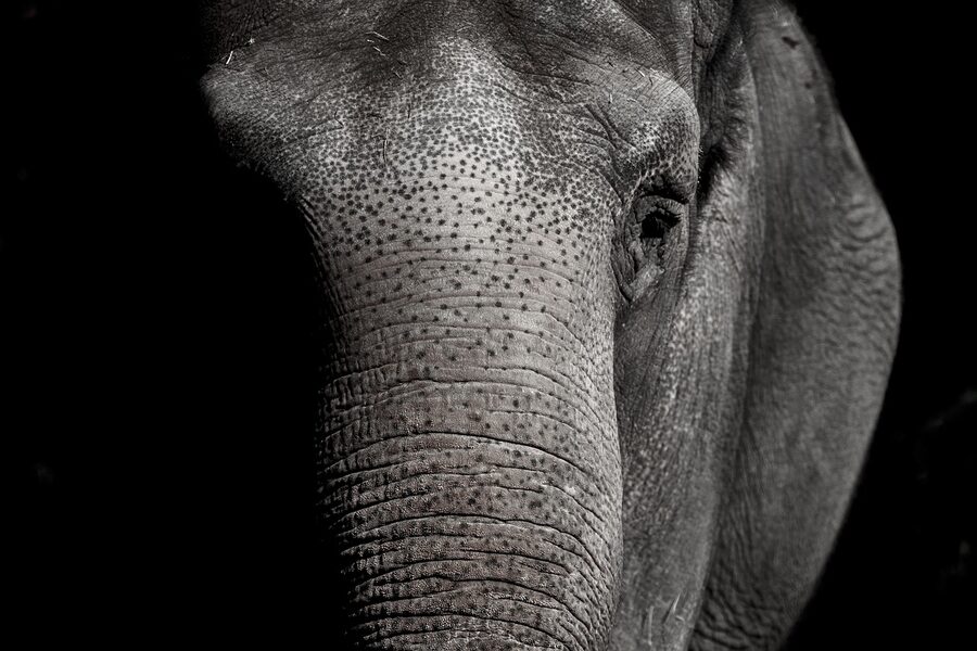 Elephant walking in a spacious outdoor zoo enclosure
