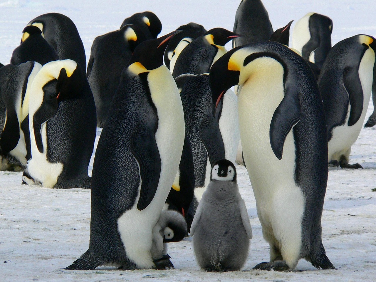 Emperor penguins with a baby penguin standing on snow in their colony