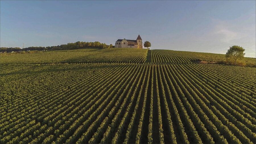 Rows of grapevines in the Champagne wine region of France