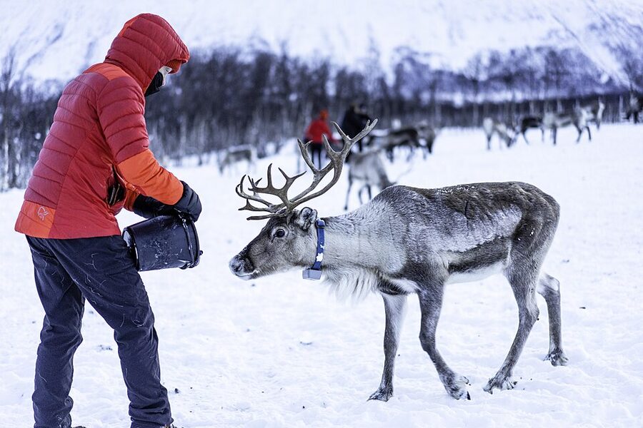 A visitor hand-feeding a reindeer at a Tromsø Sami camp