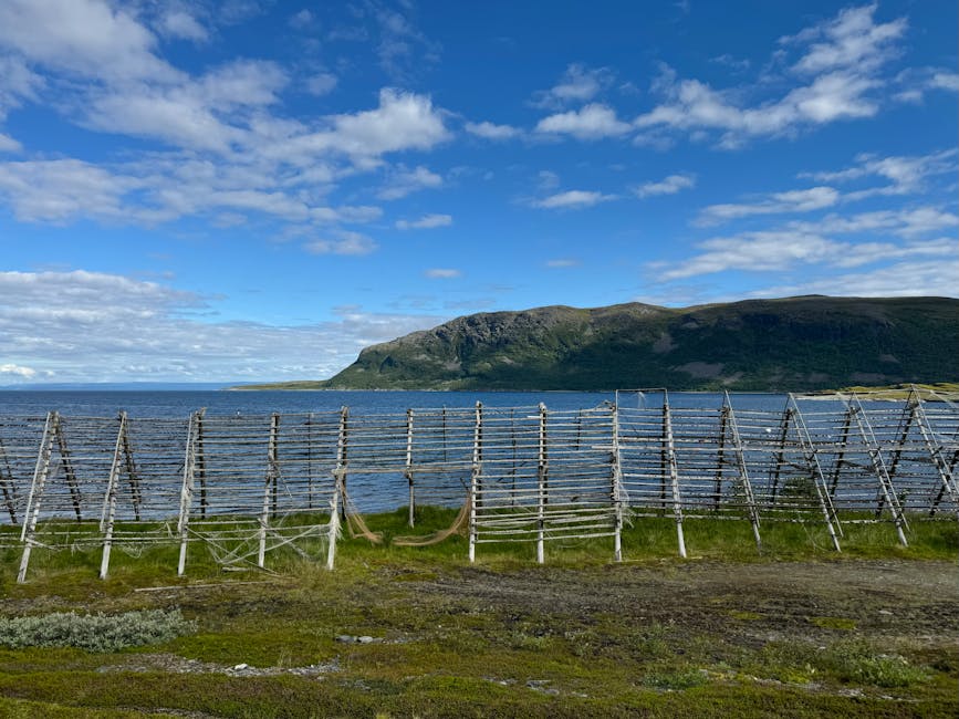 Traditional fish drying racks in Finnmark Norway