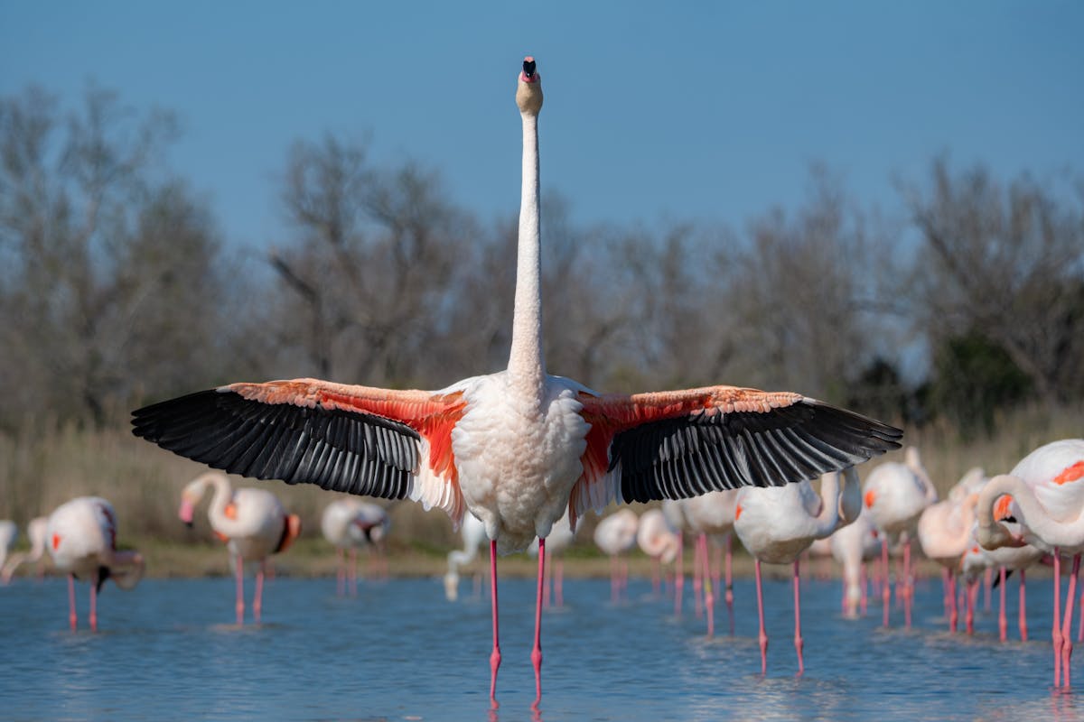 Flamingo spreads its wings in a serene Camargue wetland surrounded by flock