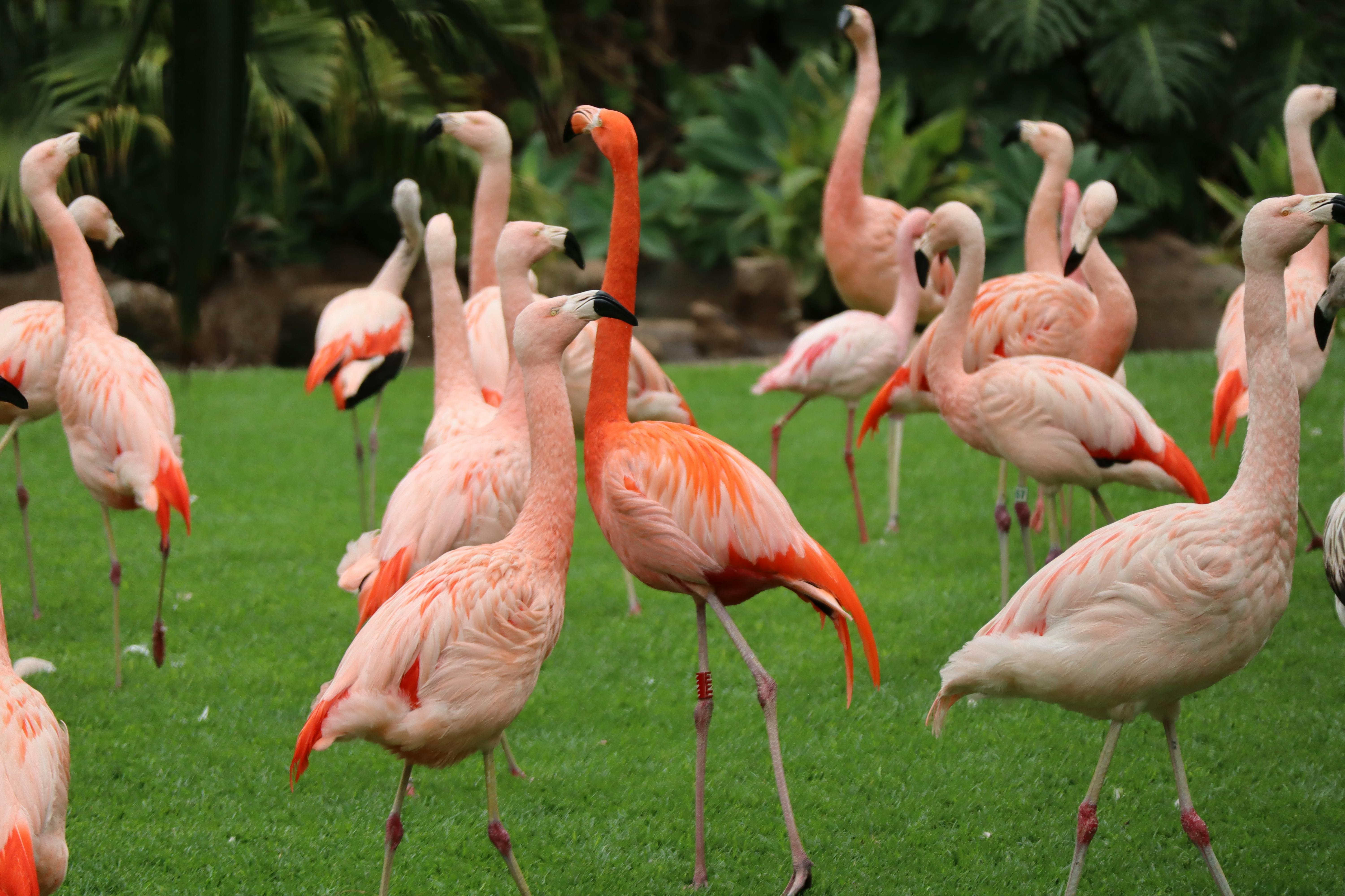 A group of pink flamingos standing on green grass at Loro Parque in Tenerife