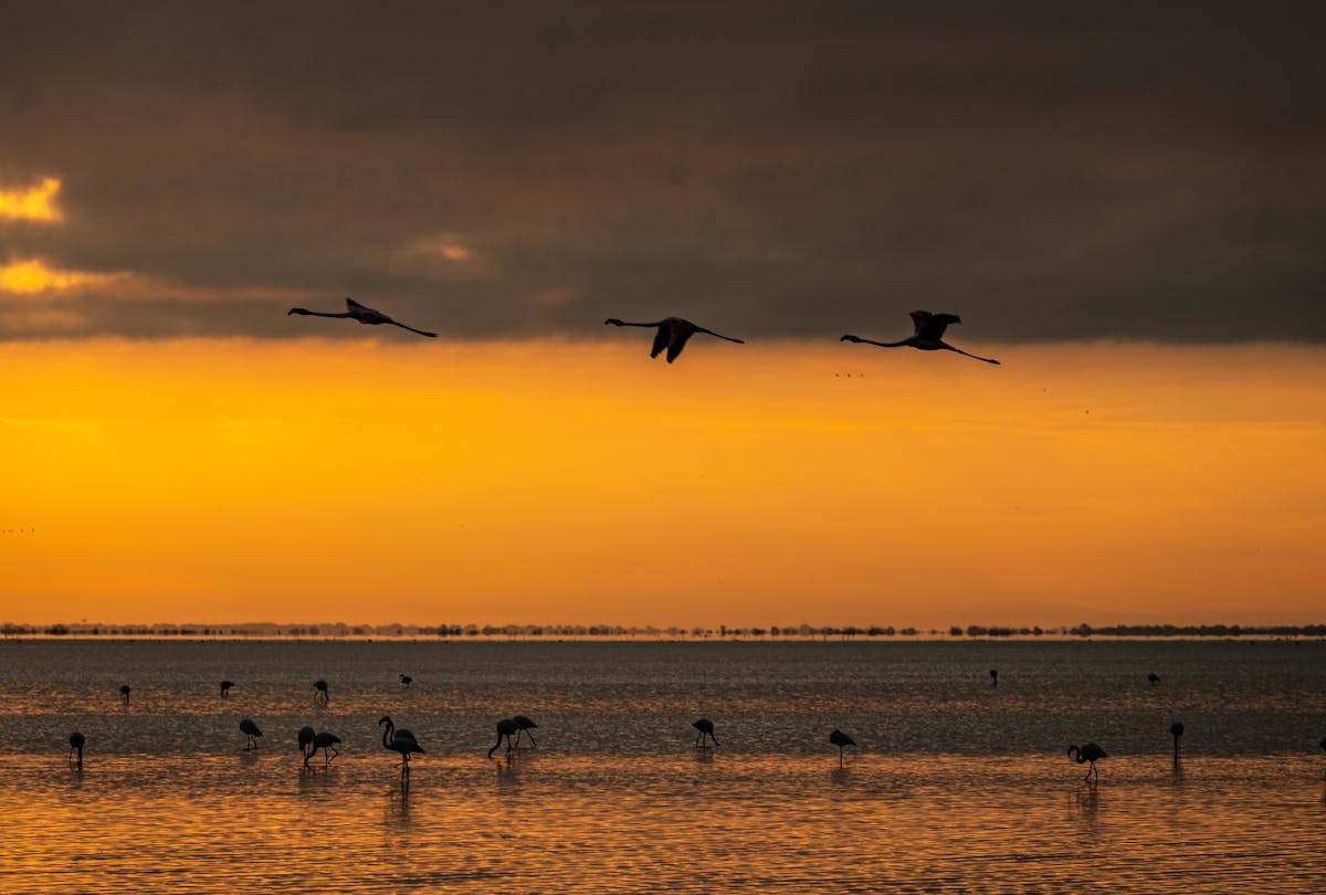 Silhouette of flamingos flying and wading during sunrise at Saintes-Maries-de-la-Mer