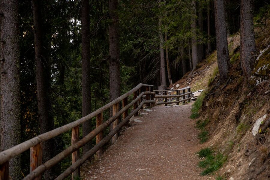Forest hiking trail with wooden fence