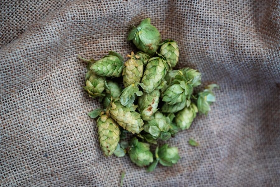 Fresh green hops on burlap