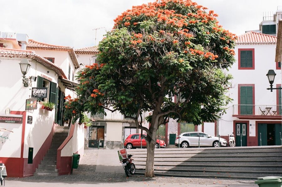 Funchal old town street with flowering African tulip tree, Madeira