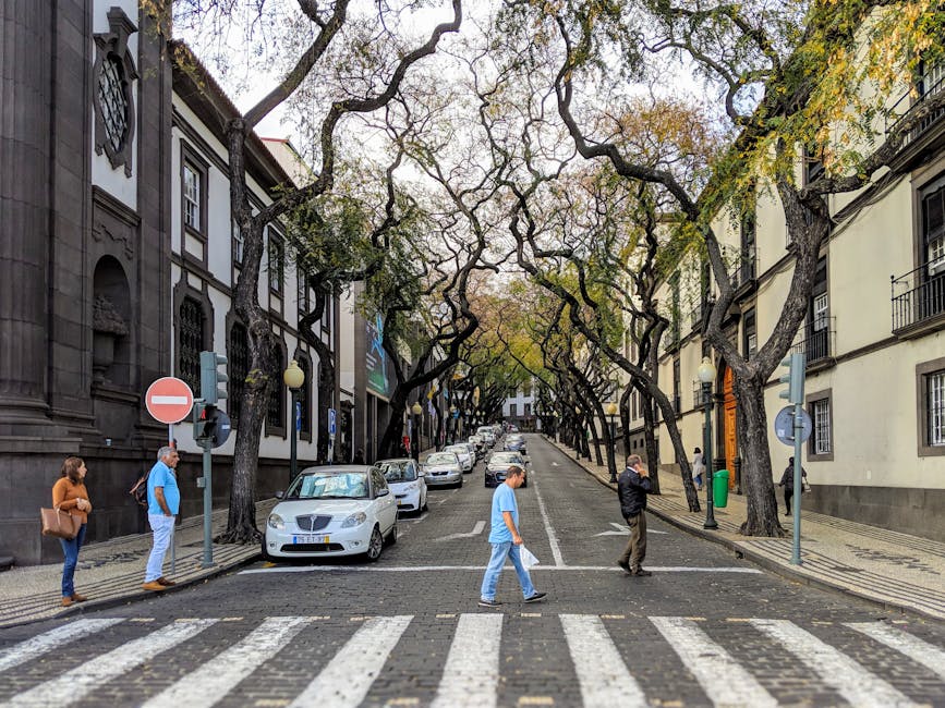 Pedestrians crossing in Funchal under twisted Indian laurel trees, Madeira