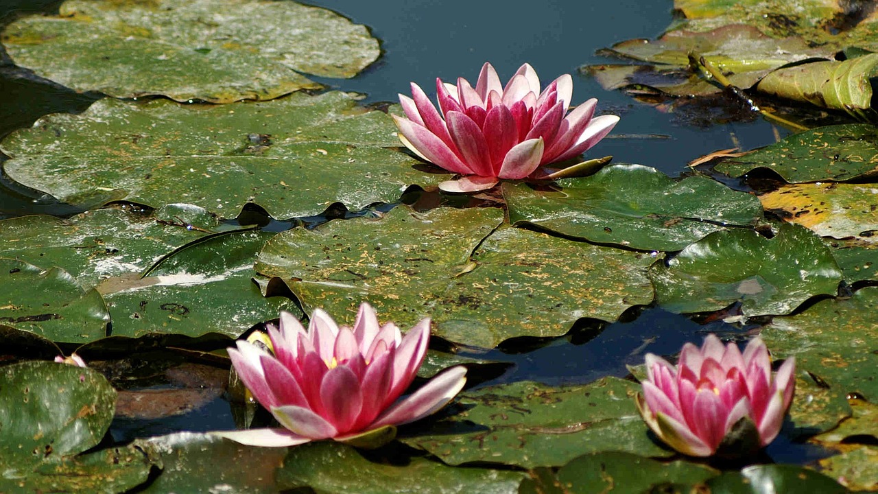 Pink water lilies on a pond at Giverny