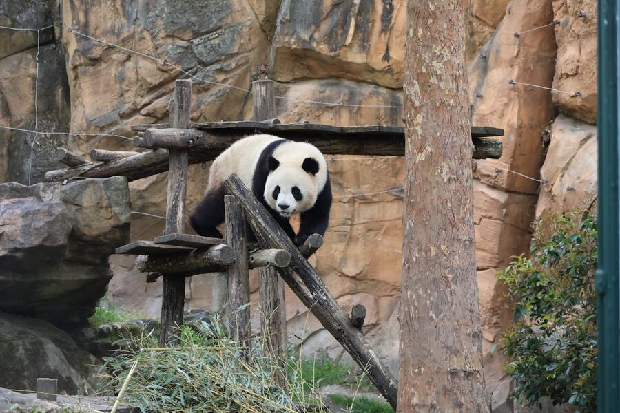 Giant panda climbing a wooden structure against a rocky backdrop