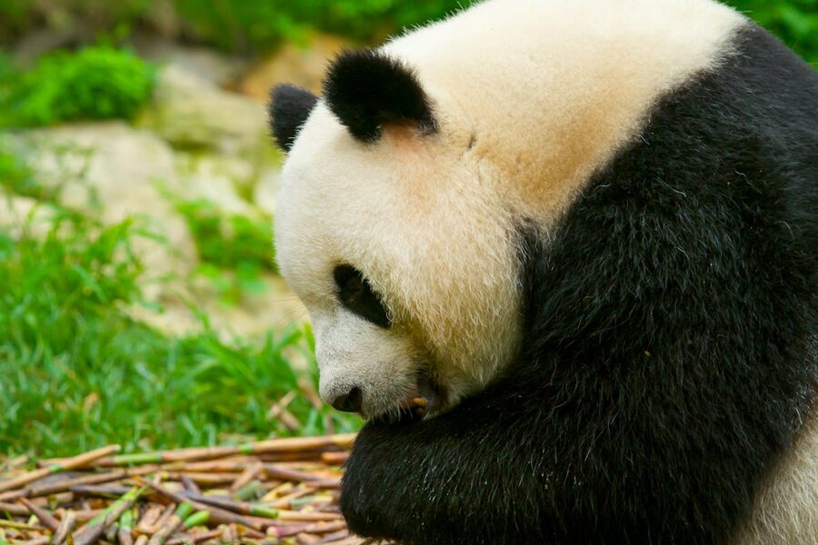Giant panda sitting and eating bamboo in a zoo enclosure