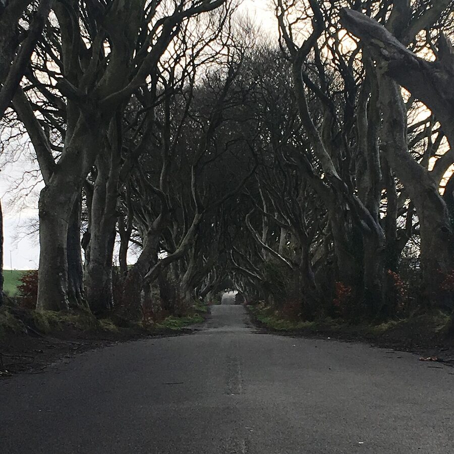 Dark Hedges beech tree tunnel Northern Ireland