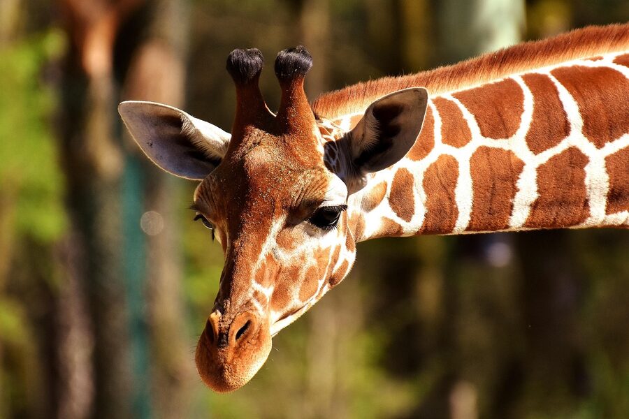 Close-up of a giraffe head showing ossicones and patterned fur at a zoo
