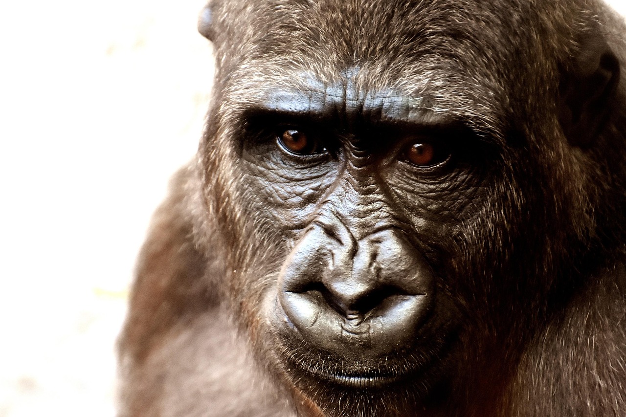 Close-up portrait of a gorilla face showing thoughtful expression