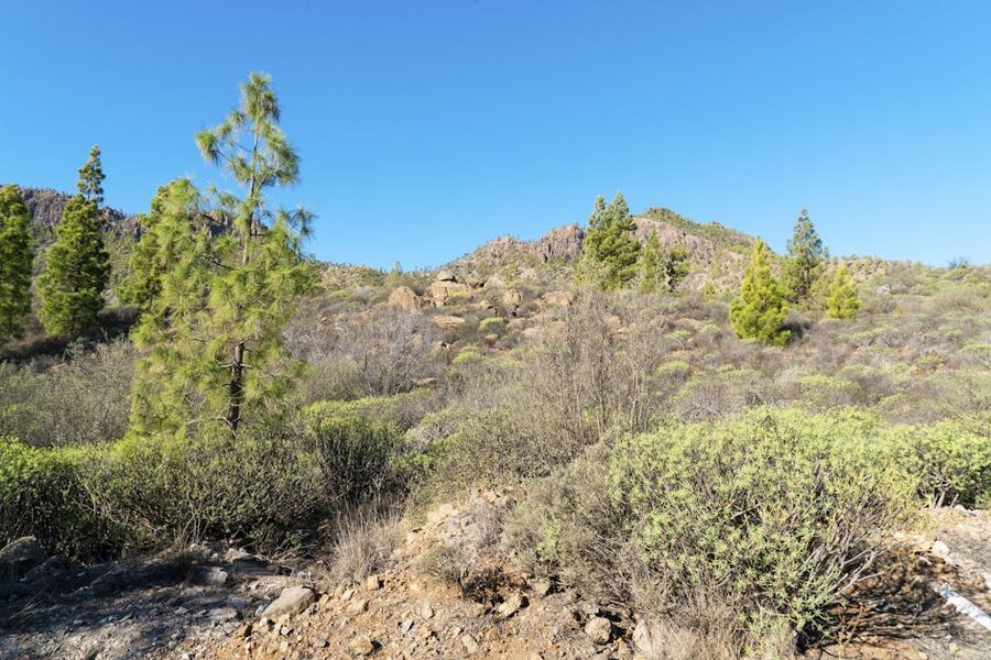 Canarian pine forest growing among rocky terrain in Gran Canaria mountains