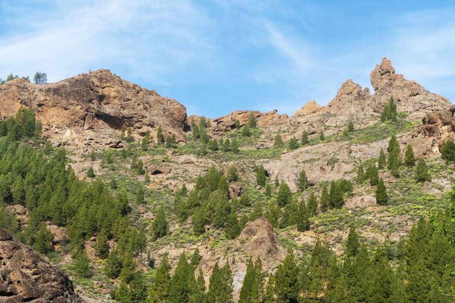 Rocky terrain and pine trees in the interior mountains of Gran Canaria